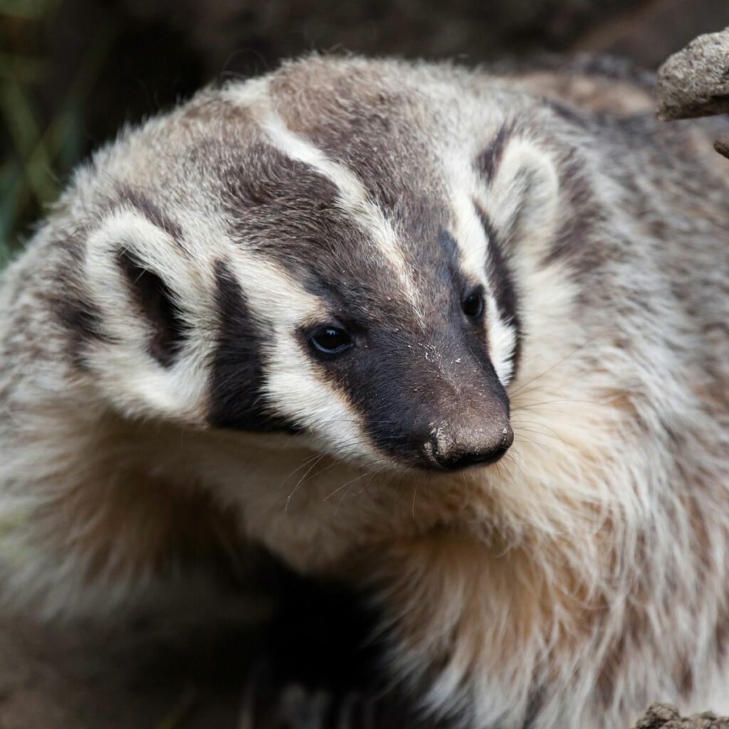 Close up of an American badger