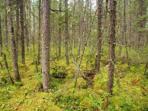 Black spruce bog