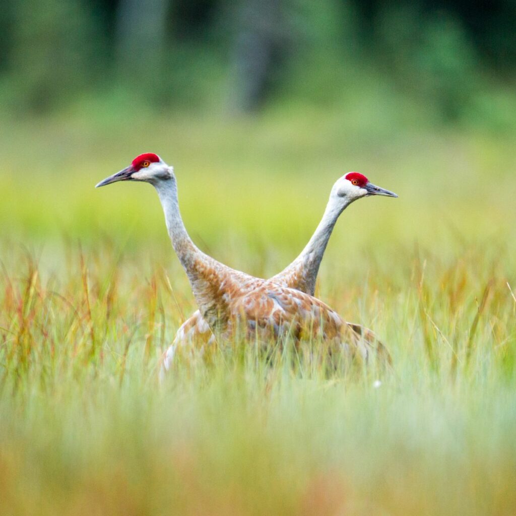 Two sandhill cranes hunt in a grassland