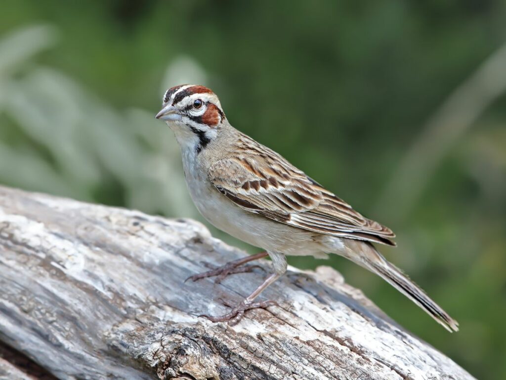 Brown and white bird perched on a piece of wood